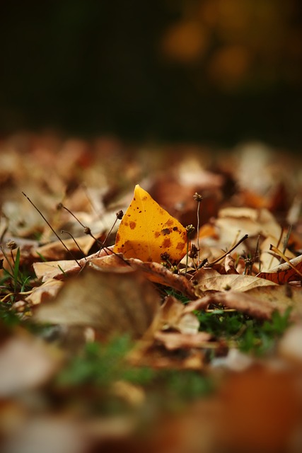 也为俱乐部 也为俱乐部